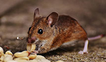 24 Hour & Emergency Exterminators in Crooked River, OR